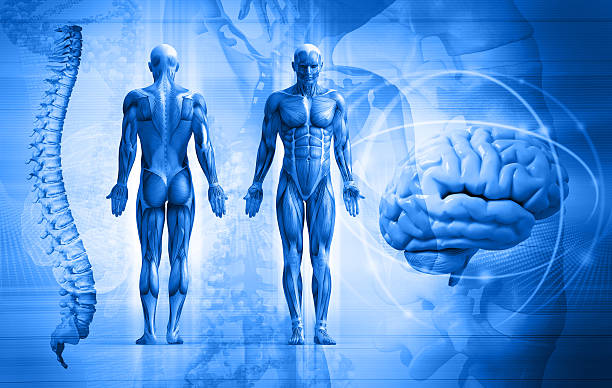 మానవ శరీరం గురించిన నమ్మలేని నిజాలివి! మీకు తెలుసా?