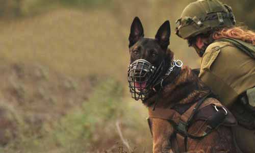 మోడీ రక్షణకు ఇజ్రాయిల్ జాగిలాలు