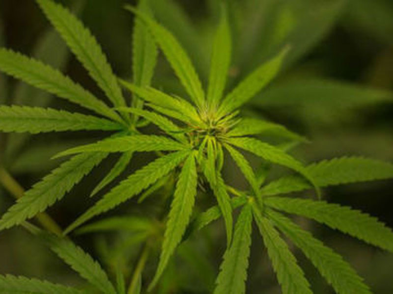 గంజాయితో కేన్సర్‌ ప్రమాదం