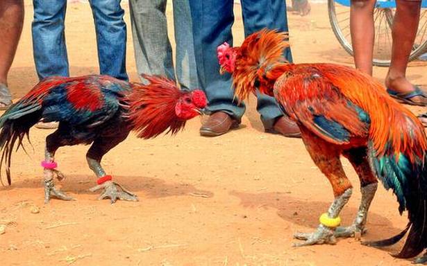 కోడిపందేలపై సుప్రీంకోర్టు తీర్పు ఇదే