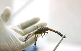 తేలు విషంతో కీళ్లవాతానికి చెక్