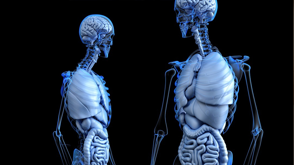 మన శరీరంలో మరో కొత్త అవయవం