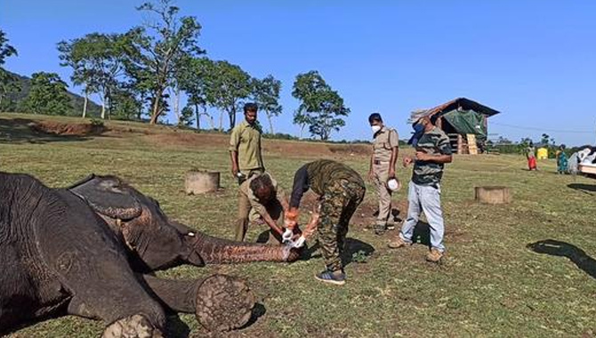 ఏనుగులకు కరోనా వైరస్!