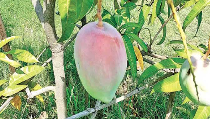కిలో మామిడి రూ. 2 లక్షలు…ఎందుకో తెలుసా?