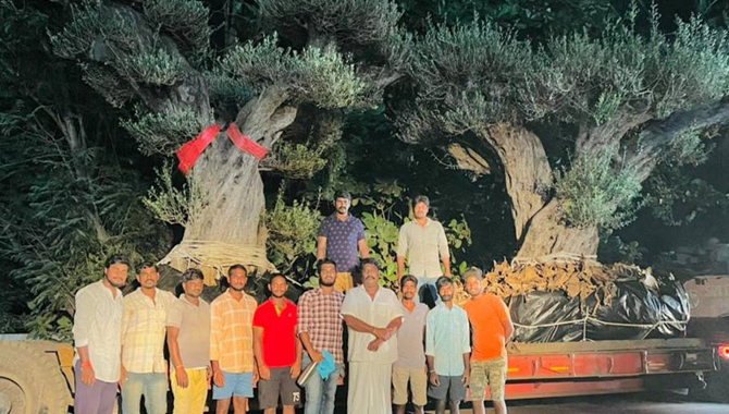 రెండు చెట్లకు రూ.50 లక్షలు!