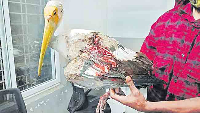 విదేశీ కొంగకు గాయం