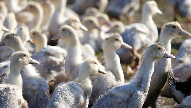 అమెరికాలో తొలిసారిగా.. మనిషిలో