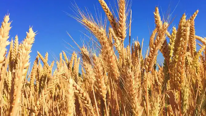 భారత్ మరోసారి ఆలోచించాలన్న జీ-7 దేశాలు