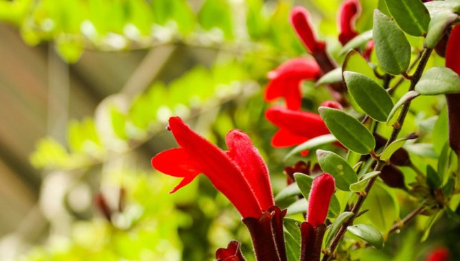 వందేండ్ల తర్వాత కనిపించిన అత్యంత అరుదైన మొక్క