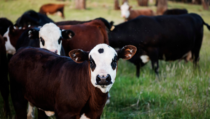 పశువులను తెగనమ్ముతున్న అమెరికా రైతులు