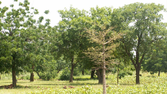 కీలక కార్యక్రమానికి భారత్, అమెరికా శ్రీకారం
