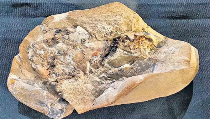 ప్రపంచంలోనే అత్యంత పురాతనమైన గుండె!