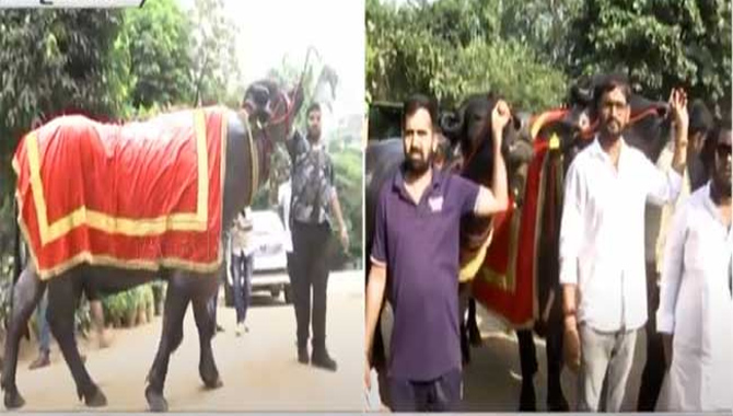 ఈ దున్నపోతు ధర 35 కోట్లు.. వారానికోసారి