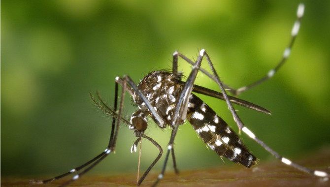 దోమలను పారదోలే 3డీ ఉంగరం