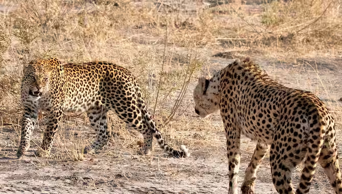 భారత్ కు చేరుకున్న చీతాలు!
