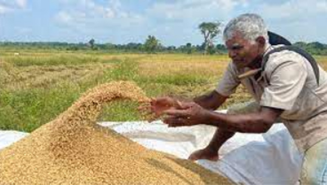 Free rice program begins in Sri Lanka ! Minister of Agriculture