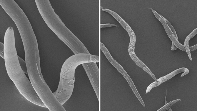 అమెరికా శాస్త్రవేత్తల కీలక పరిశోధన