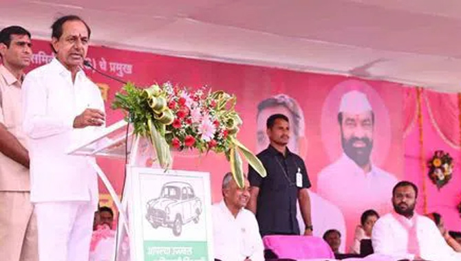 ‘మహా’ గులాబీ..