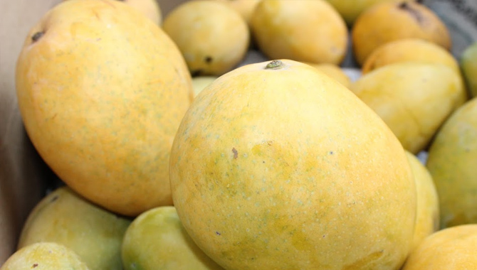 న్యూయార్క్కు ఉలవపాడు మామిడి న్యూయార్క్కు ఉలవపాడు మామిడి