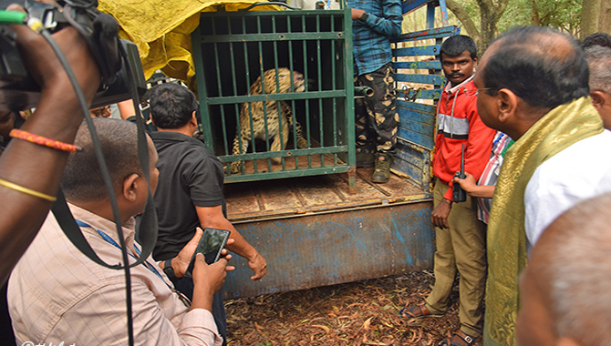 తిరుమలలో కొనసాగుతున్న ఆపరేషన్