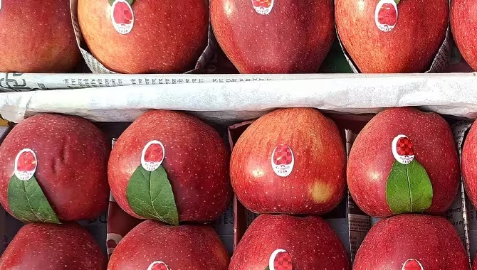 అమెరికా యాపిల్స్ పై కూడా.. కేంద్రం అమెరికా యాపిల్స్ పై కూడా.. కేంద్రం