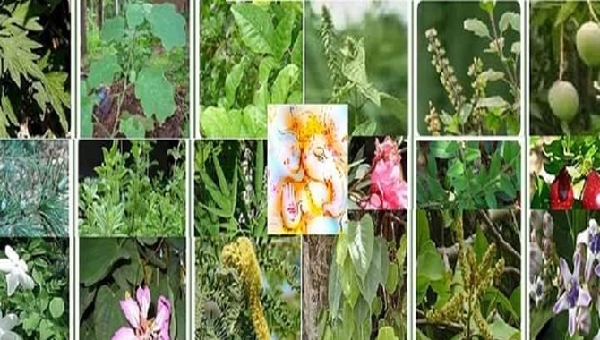 గణపతి పత్రి పూజ – ఆరోగ్య రహస్యాలు