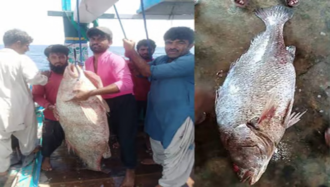 మత్స్యకారుడిని వరించిన అదృష్టం.. రాత్రికి రాత్రే