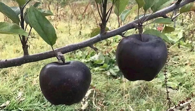 అరుదైన బ్లాక్ యాపిల్స్.. ధర తెలిస్తే షాకే! అరుదైన బ్లాక్ యాపిల్స్.. ధర తెలిస్తే షాకే!