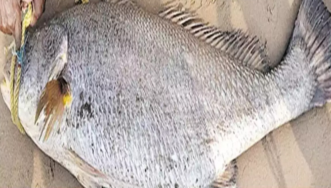 ఒక్క చేప ధర  రూ.లక్షల్లో.. చాలా అరుదుగా దొరుకుతుందట