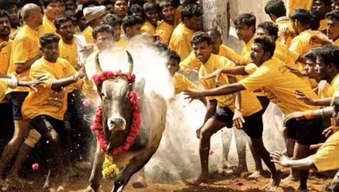 తమిళనాడులో ప్రారంభమైన జల్లికట్టు