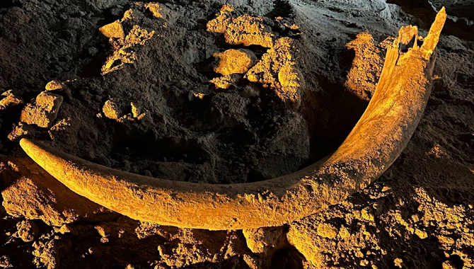 అమెరికాలో భారీ దంతం.. వేల ఏళ్లనాటిది