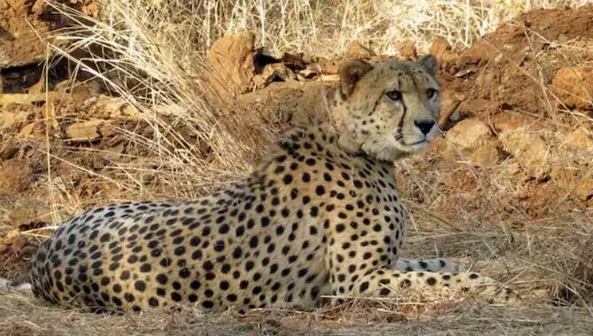 కునో లో మరో చీతా.. ఇది పదో ఘటన కునో లో మరో చీతా.. ఇది పదో ఘటన