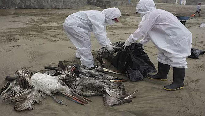 అమెరికాలో కలకలం… కరోనా కంటే 100 రెట్లు ప్రమాదం