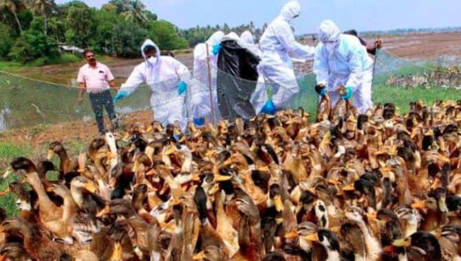 కేరళపై బర్డ్ ఫ్లూ పంజా…