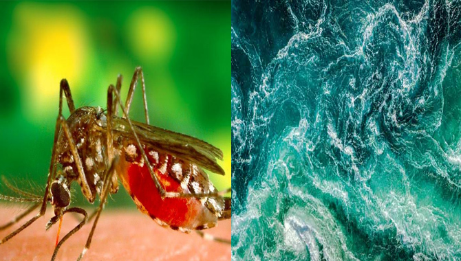 డెంగ్యూ విజృంభణను ముందుగా కనిపెట్టేయొచ్చు…