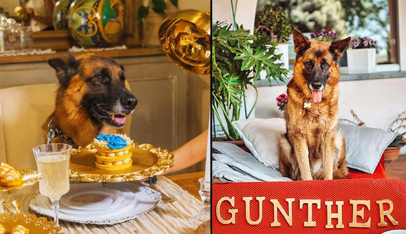 ప్రపంచంలోనే అత్యంత సంపన్న శునకం.. ఆస్తి రూ.3,300 కోట్లు! ప్రపంచంలోనే అత్యంత సంపన్న శునకం.. ఆస్తి రూ.3,300 కోట్లు!