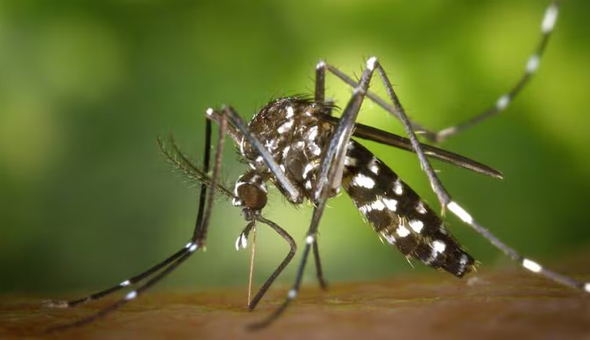 అమెరికాను వణికిస్తున్న ట్రిపుల్ ఈ వైరస్ అమెరికాను వణికిస్తున్న ట్రిపుల్ ఈ వైరస్