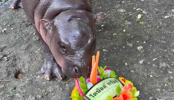 ట్రంప్దే విజయం.. బేబీ హిప్పో జోస్యం ట్రంప్దే విజయం.. బేబీ హిప్పో జోస్యం