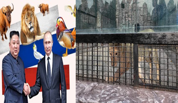 ఉత్తర కొరియా అధ్యక్షుడు కిమ్ కు .. పుతిన్ వినూత్న కానుక ఉత్తర కొరియా అధ్యక్షుడు కిమ్ కు .. పుతిన్ వినూత్న కానుక